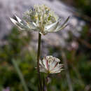 Imagem de Astrantia pauciflora Bertol.