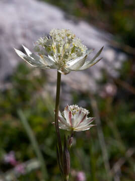 Imagem de Astrantia