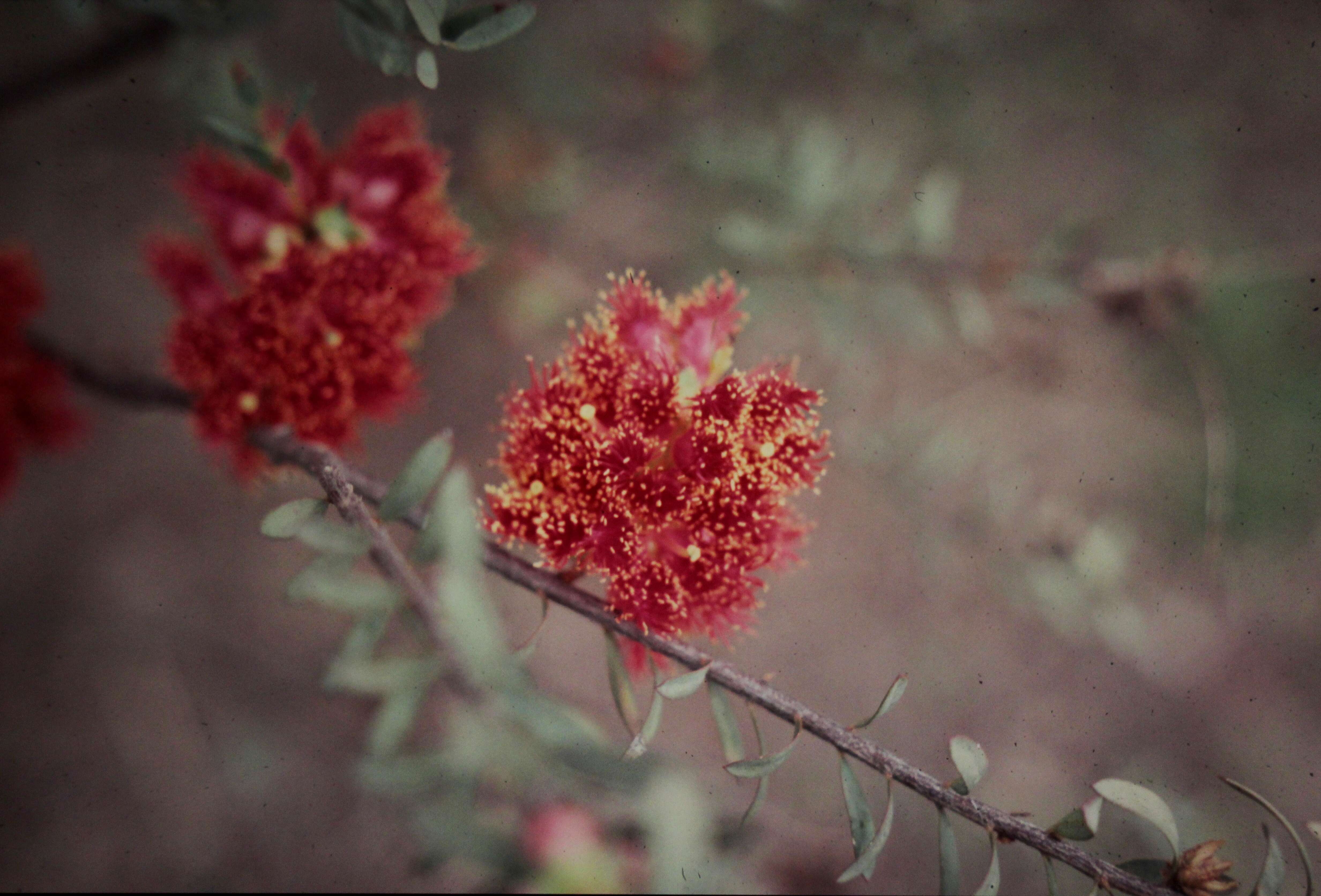 Image of Melaleuca fulgens subsp. steedmanii (C. Gardner) K. J. Cowley