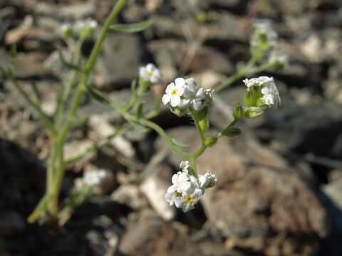 صورة Cryptantha utahensis (A. Gray) Greene