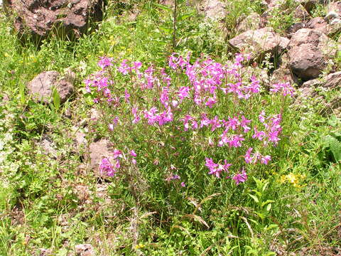 Image de Epilobium dodonaei Vill.