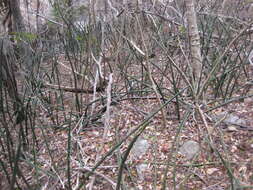 Image of Sansevieria fischeri (Baker) Marais