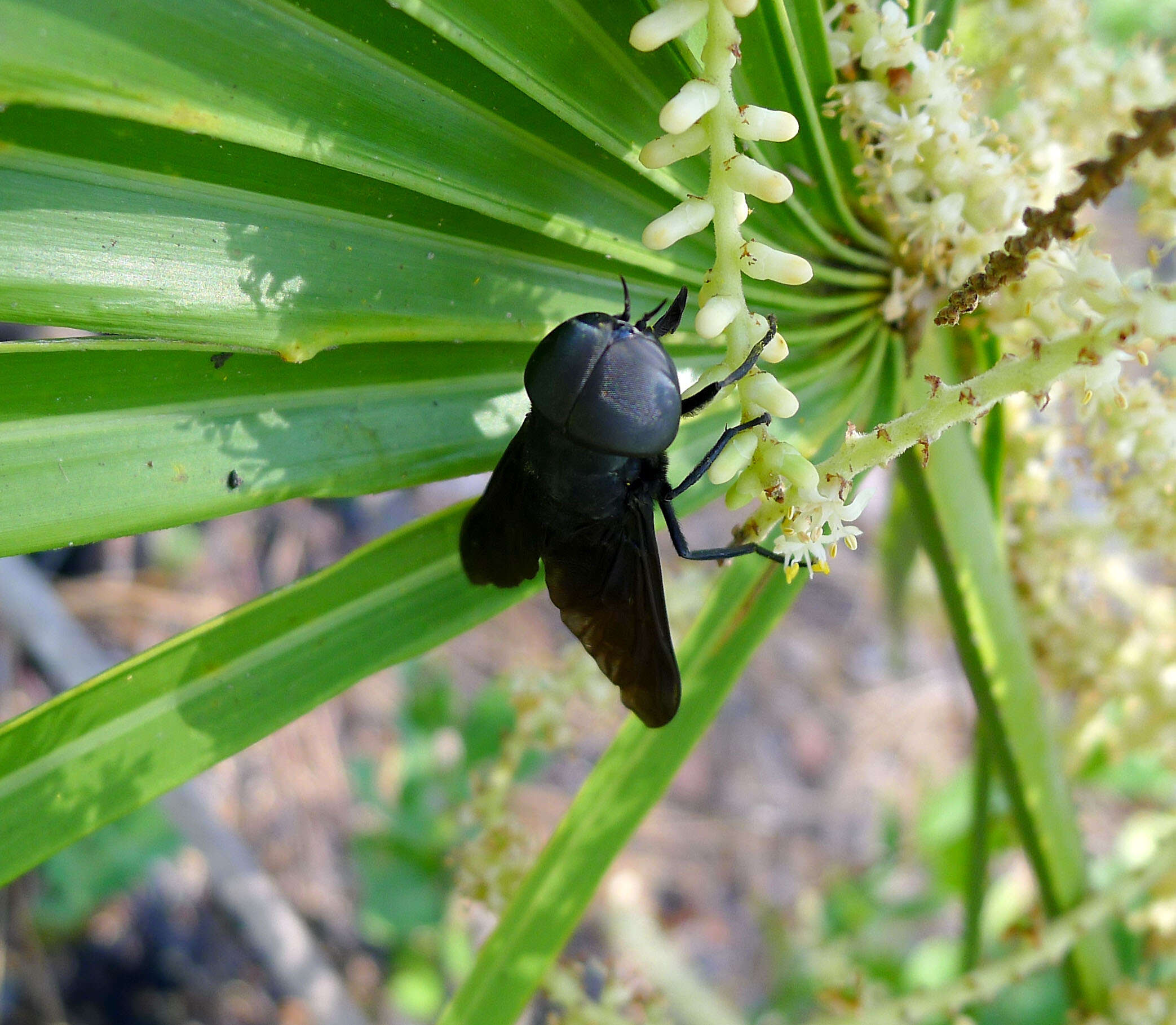 Image of Tabanus