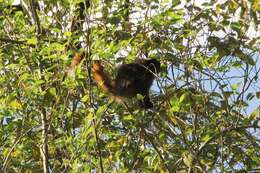 Image of Black-fronted Titi Monkey