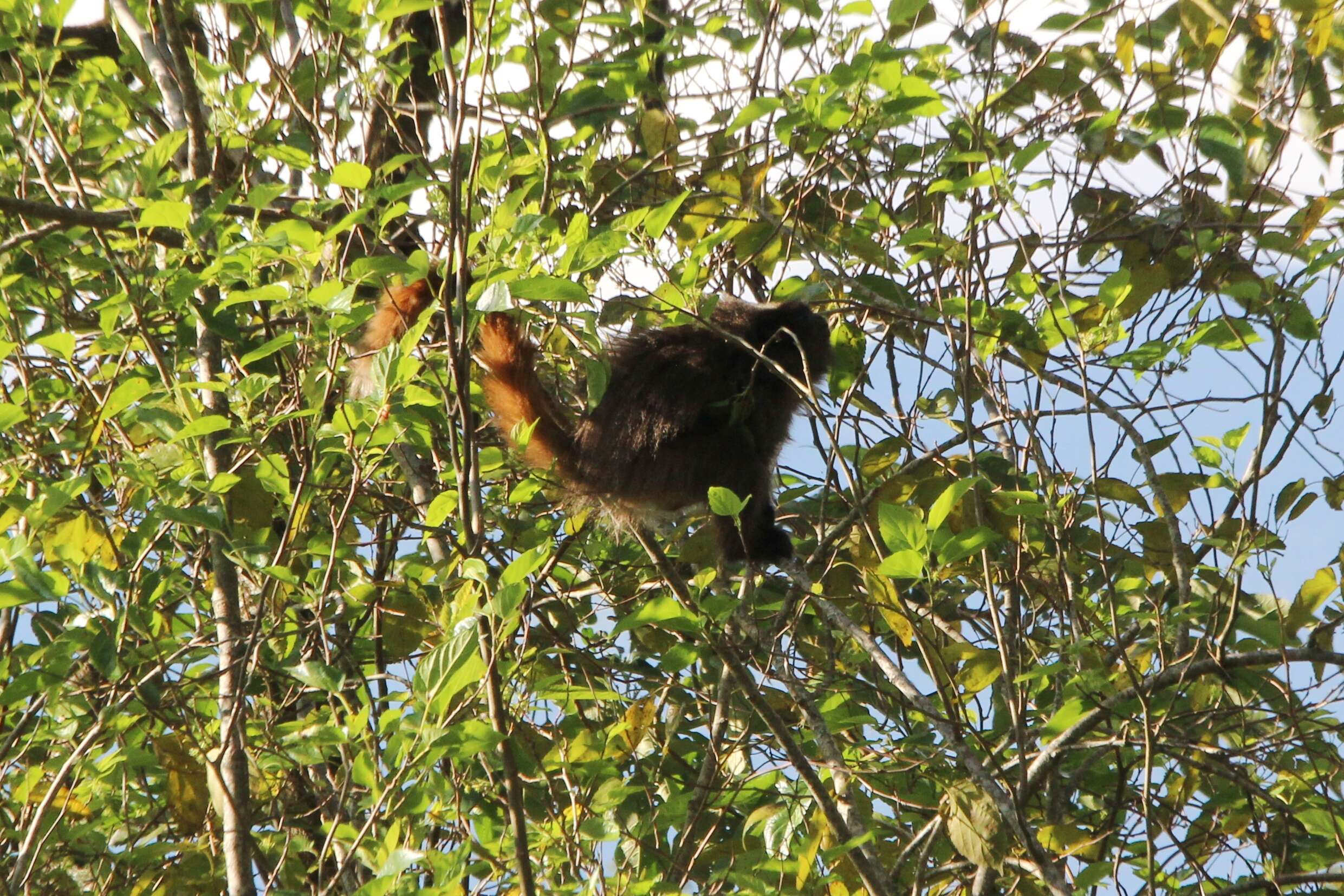 Image of Black-fronted Titi Monkey