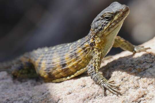 Image of Girdled Lizards