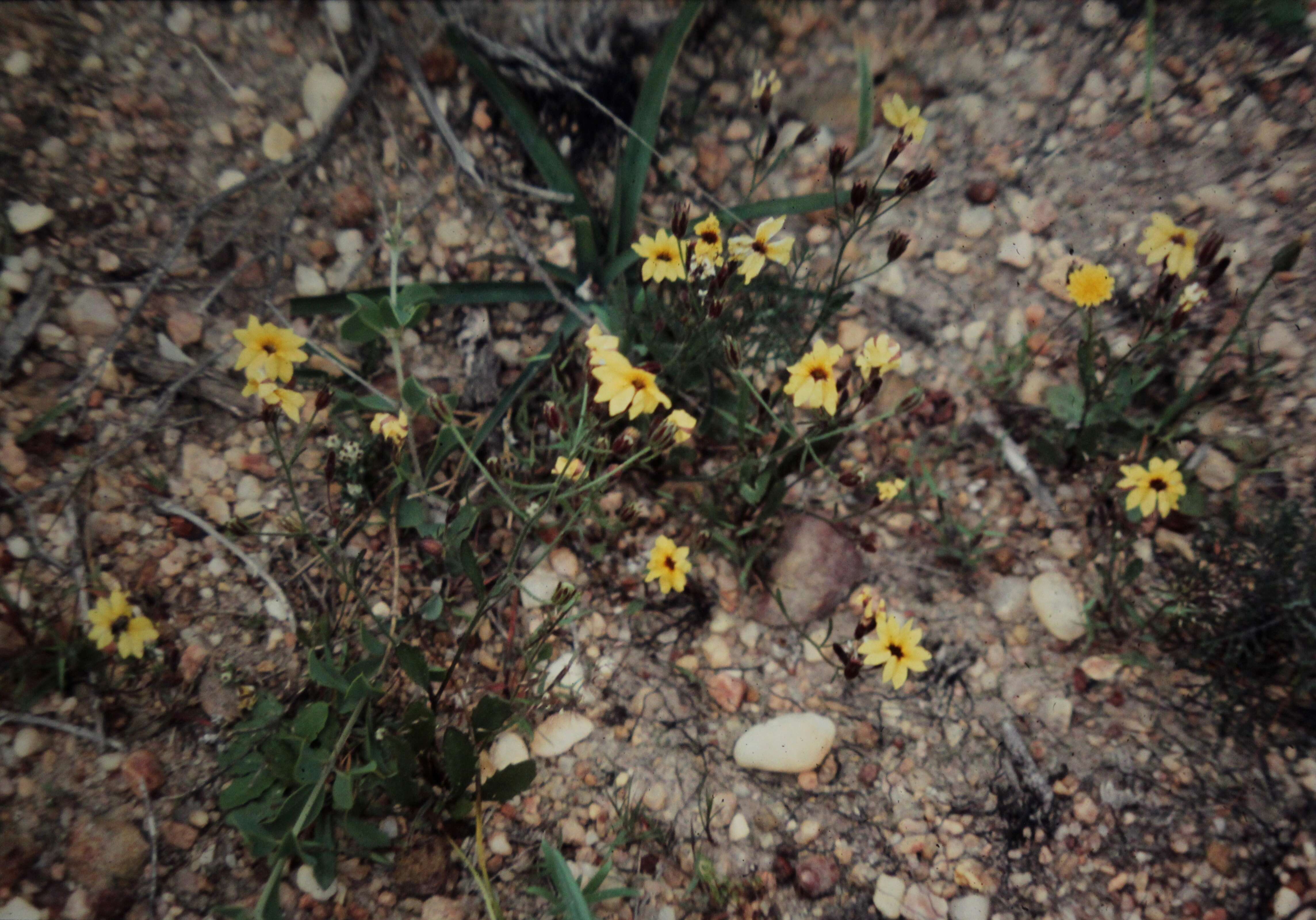 Image of Goodenia berardiana (Gaud.) R. C. Carolin