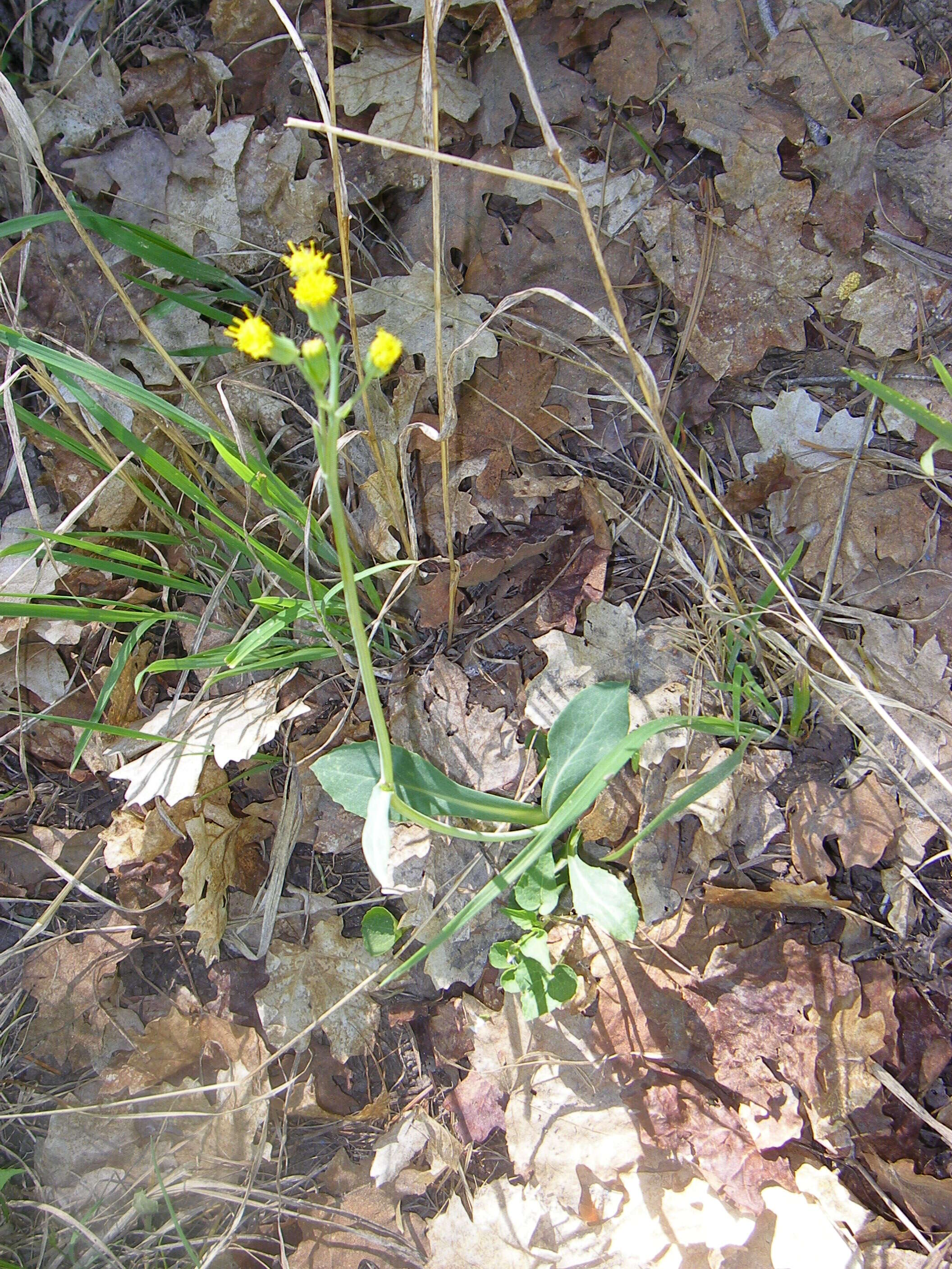 Image of nodding ragwort