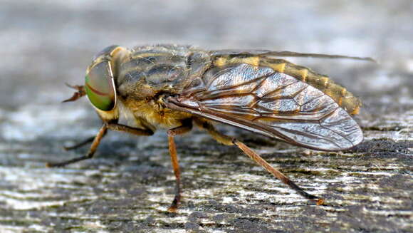 Image of Tabanus bromius Linnaeus 1758