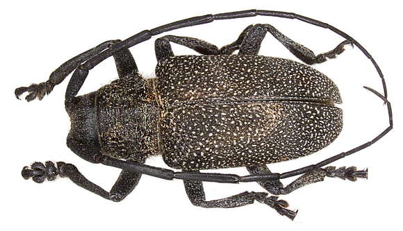 Image of Pycnopsis brachyptera piperita (White 1858)