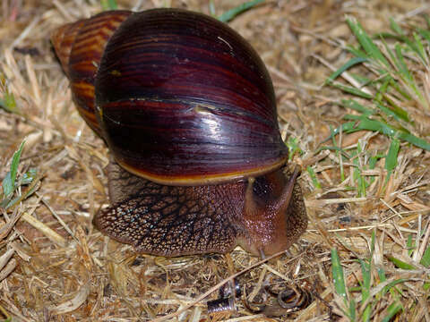 Image de Lissachatina