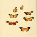 Image of Eresia emerantia Hewitson 1857