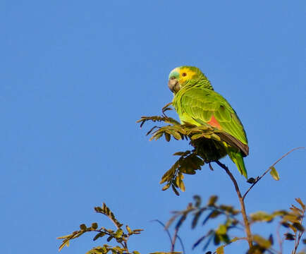 Image of Blue-fronted Amazon