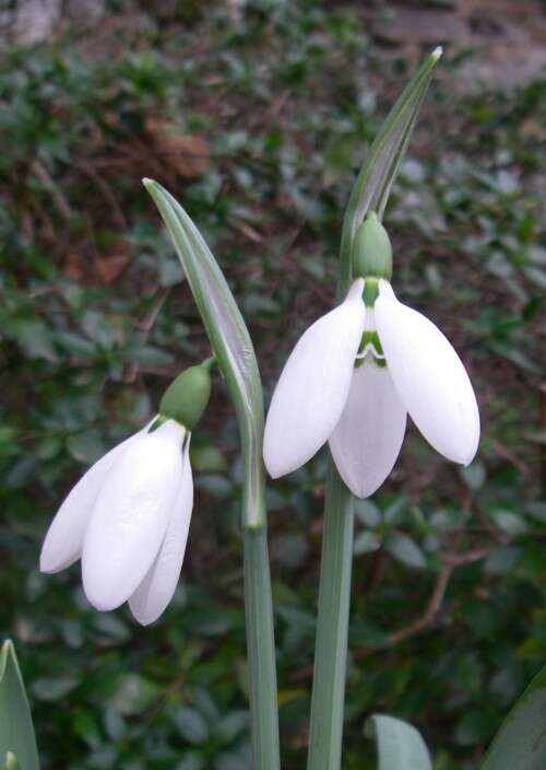 Image of Snowdrop