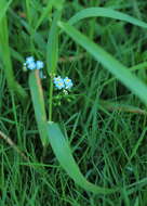 Image of Myosotis nemorosa Besser