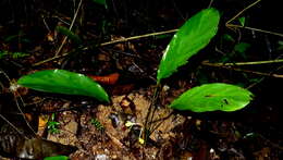 Image de Goeppertia brasiliensis (Körn.) Borchs. & S. Suárez