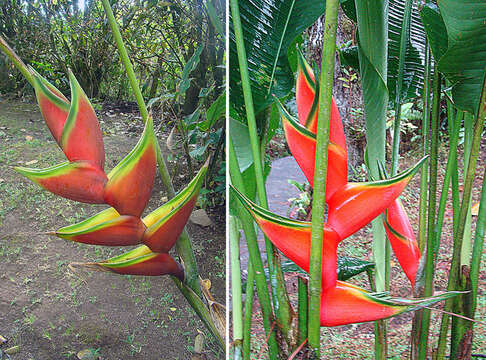 Heliconia wagneriana Petersen的圖片