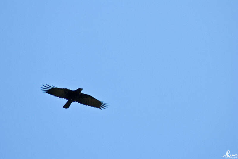 Image of Carrion Crow