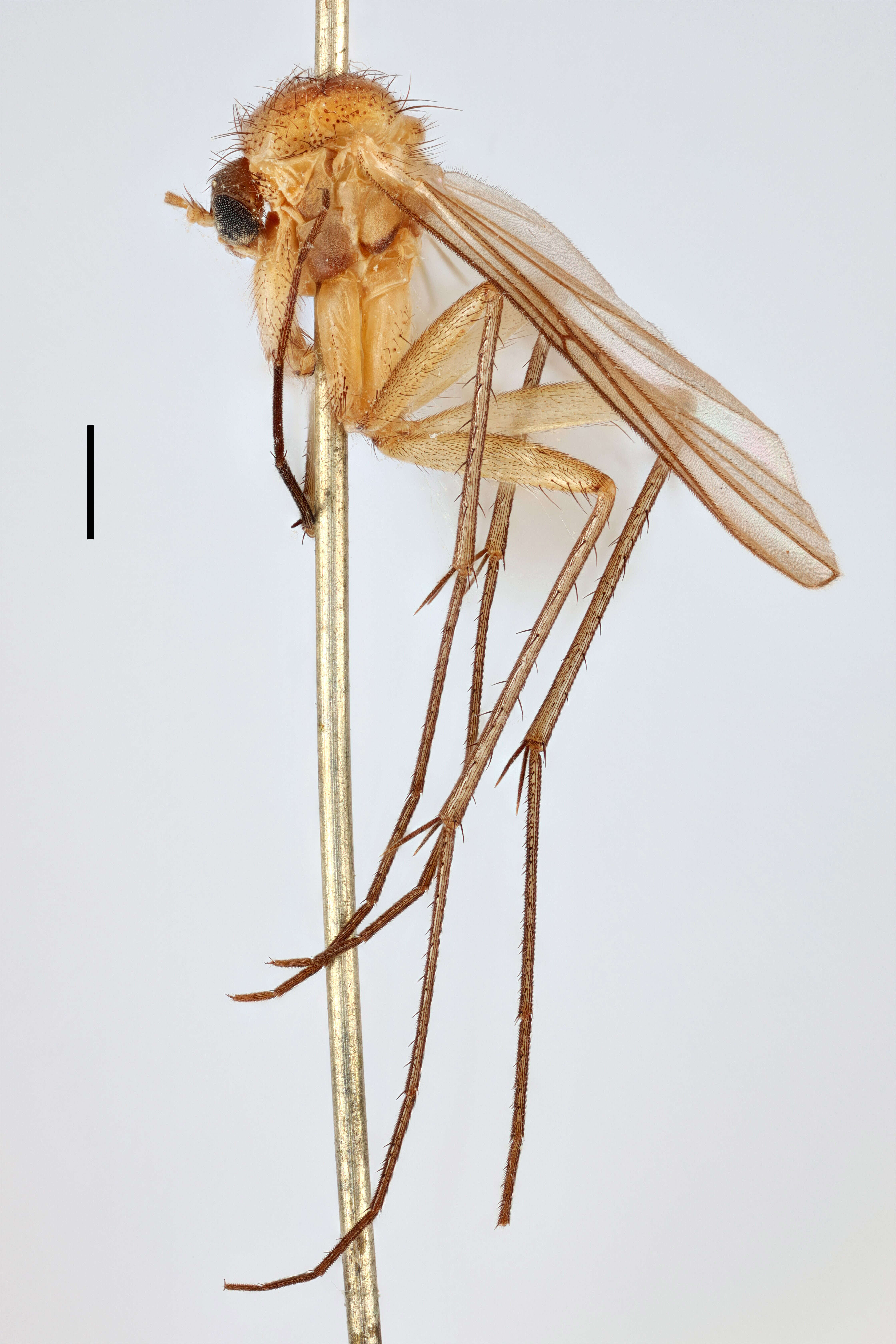 Image of Sciophila