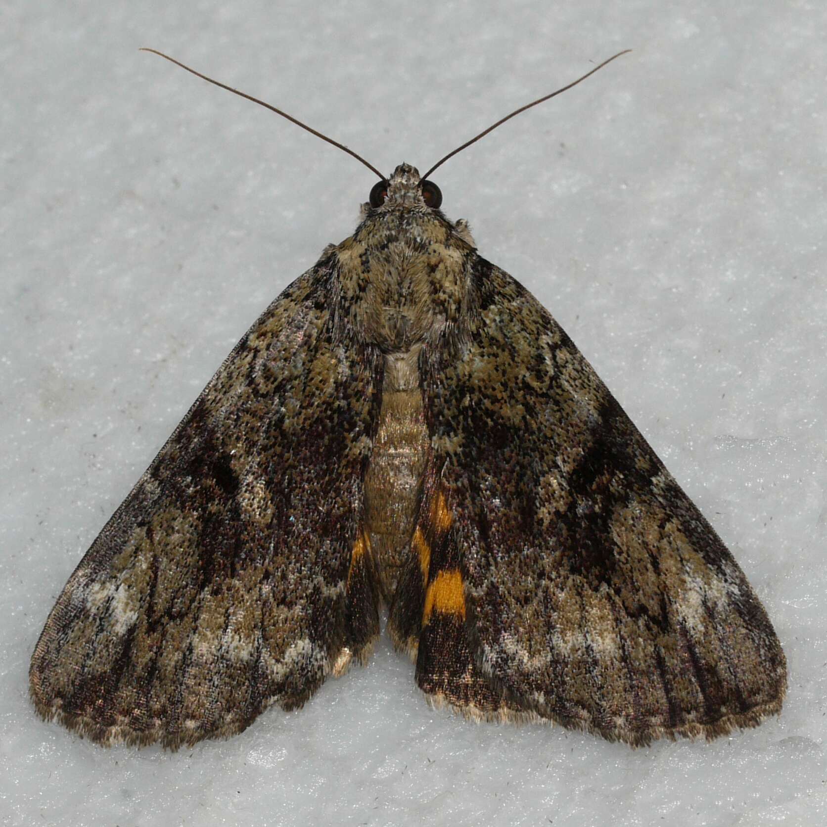 Image of Little Nymph Underwing