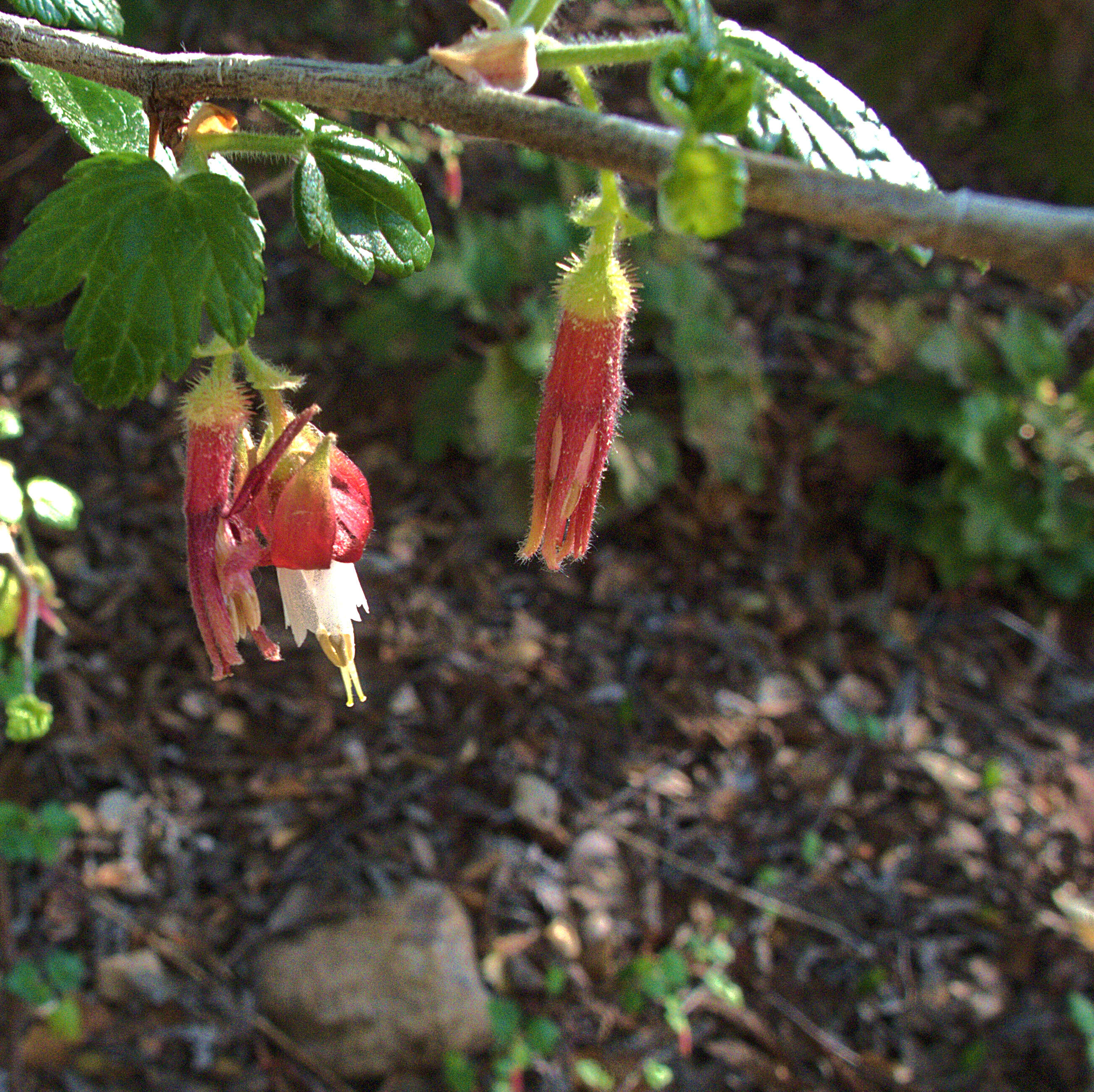 Image of Santa Cruz gooseberry