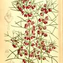 Image of Kalgan Boronia