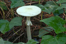 Image of False deathcap