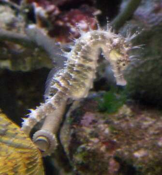 Image of seahorses