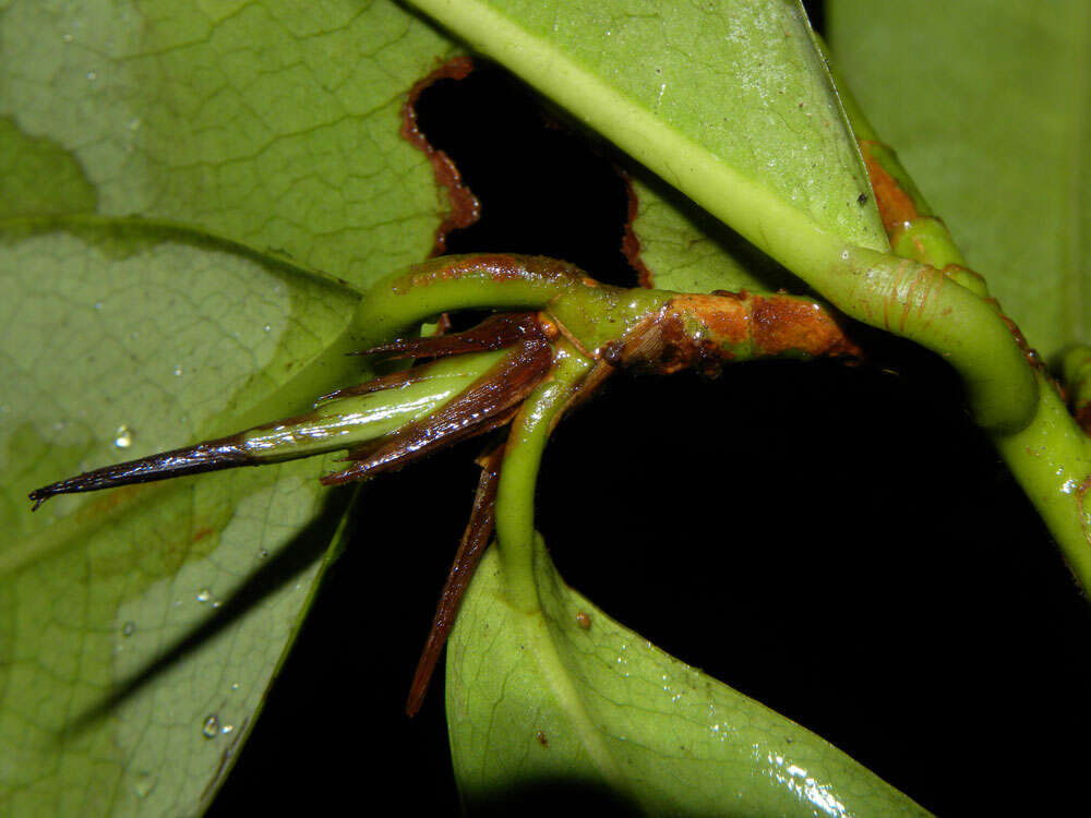 Image of Erythroxylum macrophyllum Cav.