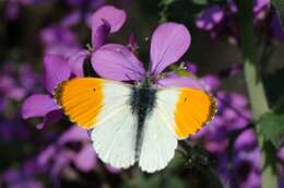 Image of Orangetips