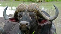 Image of African Buffaloes