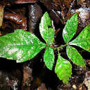 Image of Forest velvet false-currant