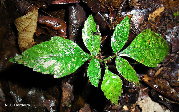 Imagem de Allophylus abyssinicus (Hochst.) Radk.