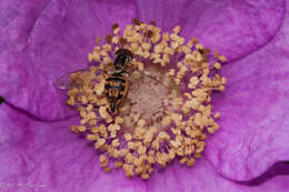 Image of Flower Flies