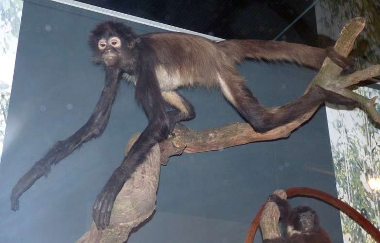 Image of Black-handed Spider Monkey