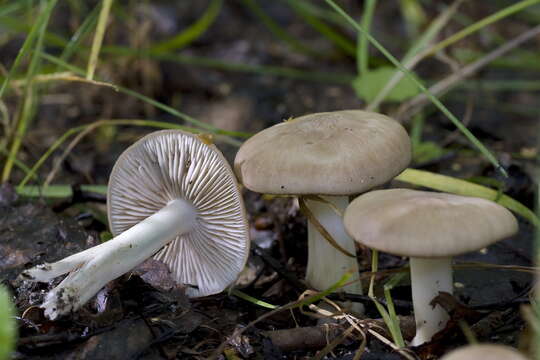 Plancia ëd Lyophyllum paelochroum Clémençon 1982