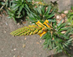 Image of dyckia