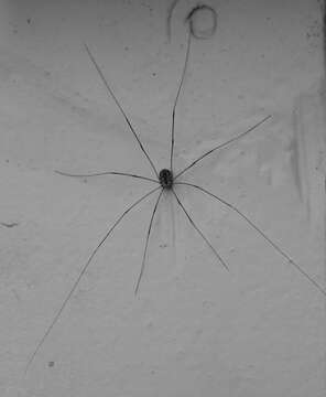 Image of Daddy-long-legs