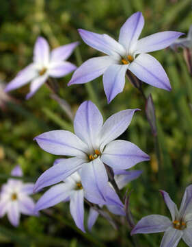 Image of Ipheion