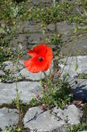 Image of poppy