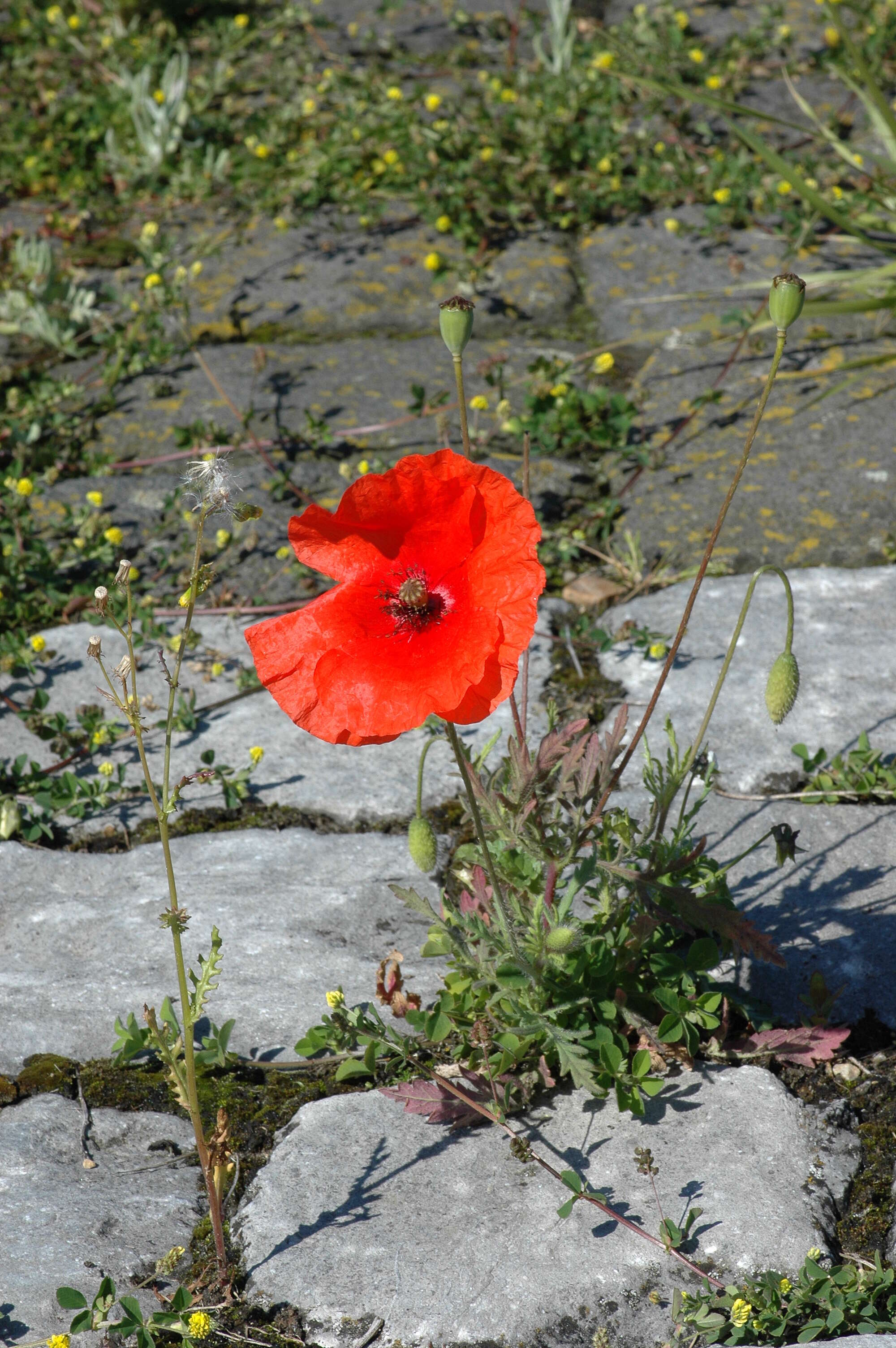 Image of poppy