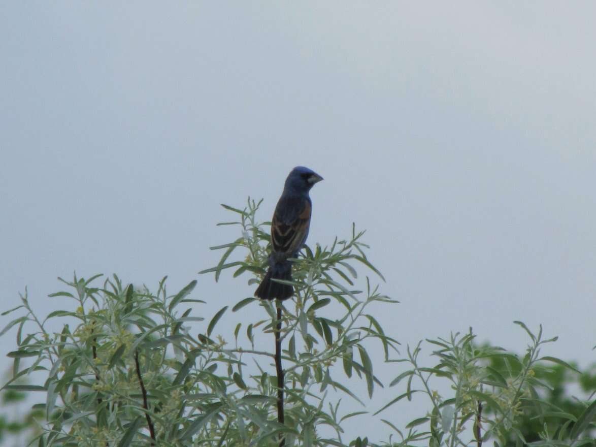 Image of Blue Grosbeak