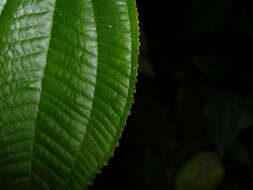 Plancia ëd Miconia aguilarii (Kriebel & Almeda) Gamba & Almeda