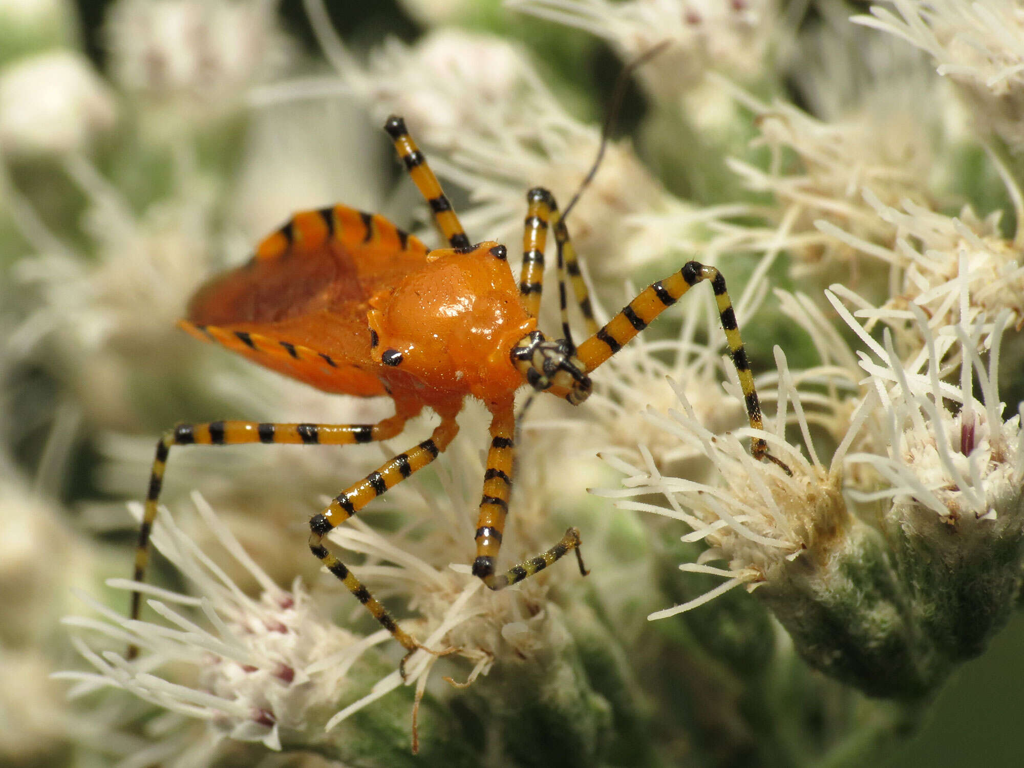 Image of Orange Assassin Bug