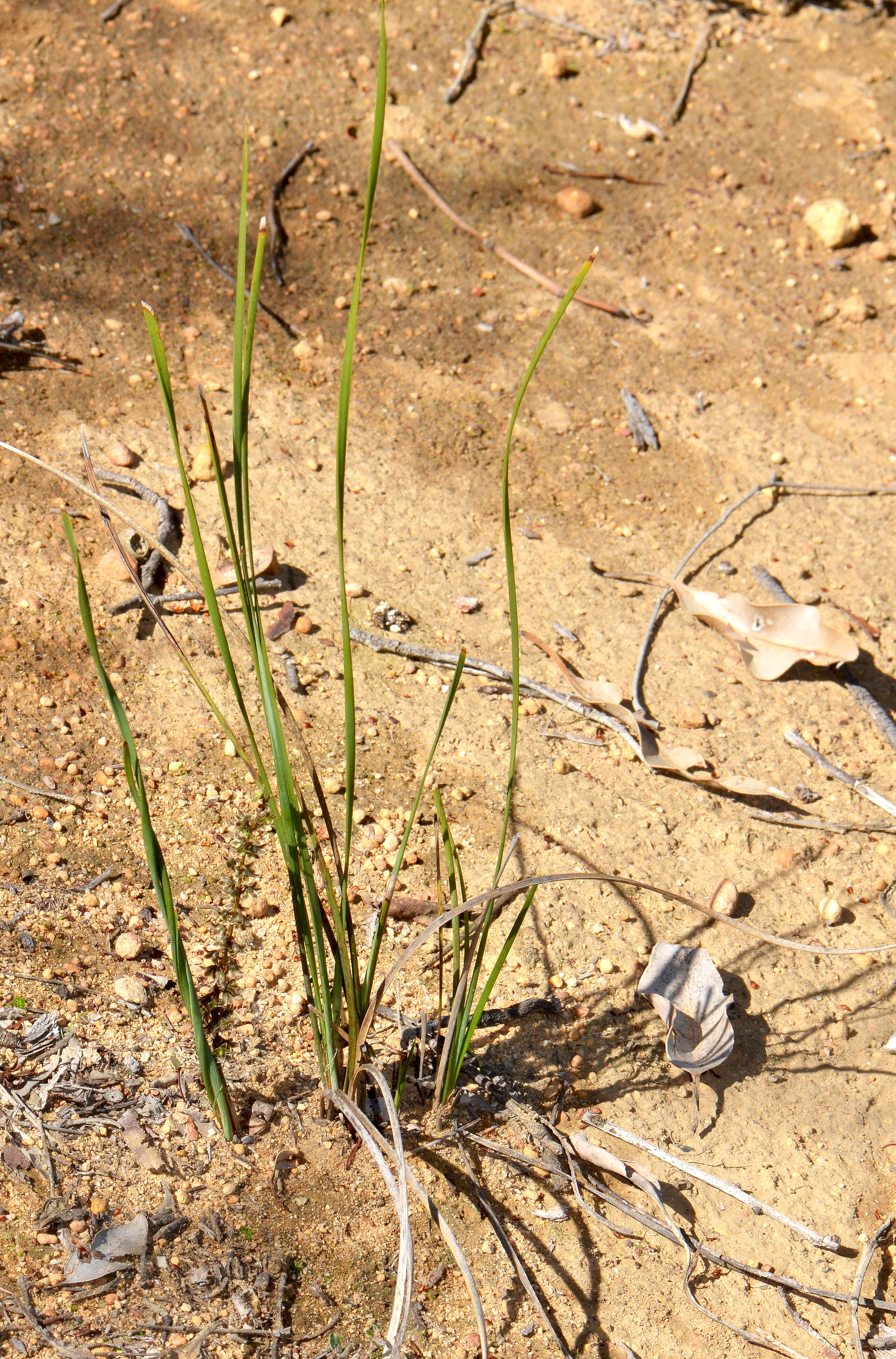 Image de Lomandra micrantha subsp. micrantha