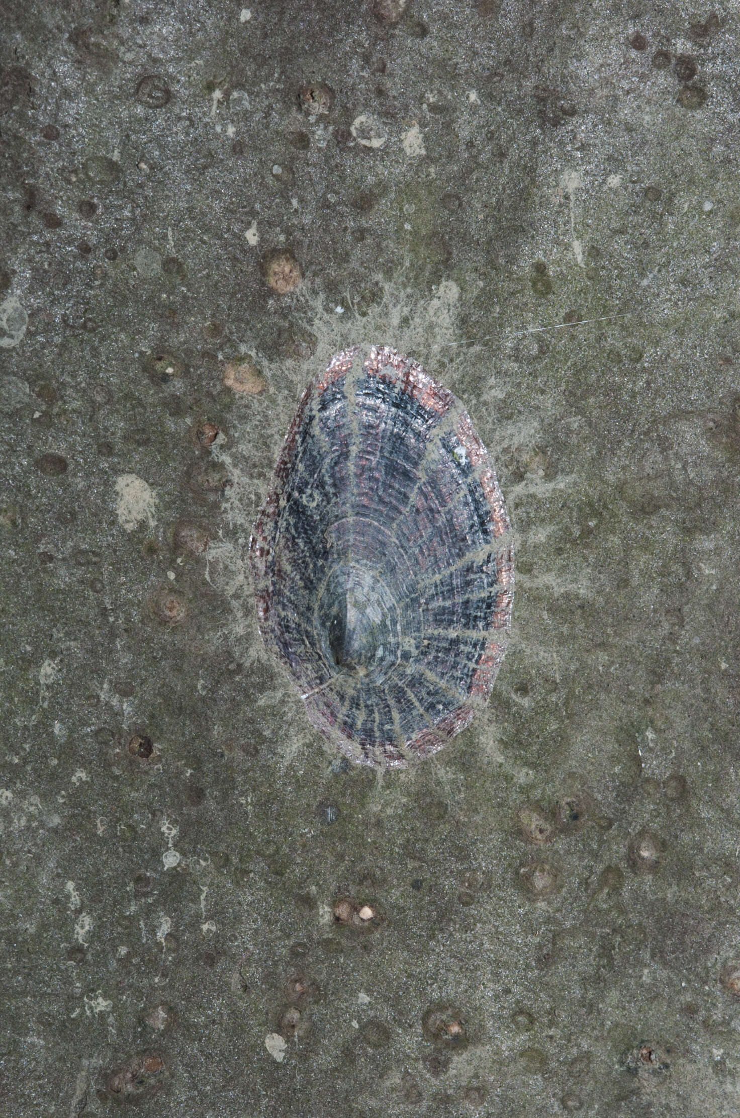 Image of scallop