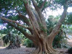 Imagem de Ficus sycomorus L.