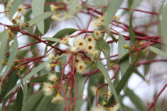 Imagem de Eucalyptus leucoxylon subsp. stephanae