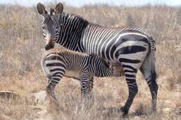 Image of Equus zebra