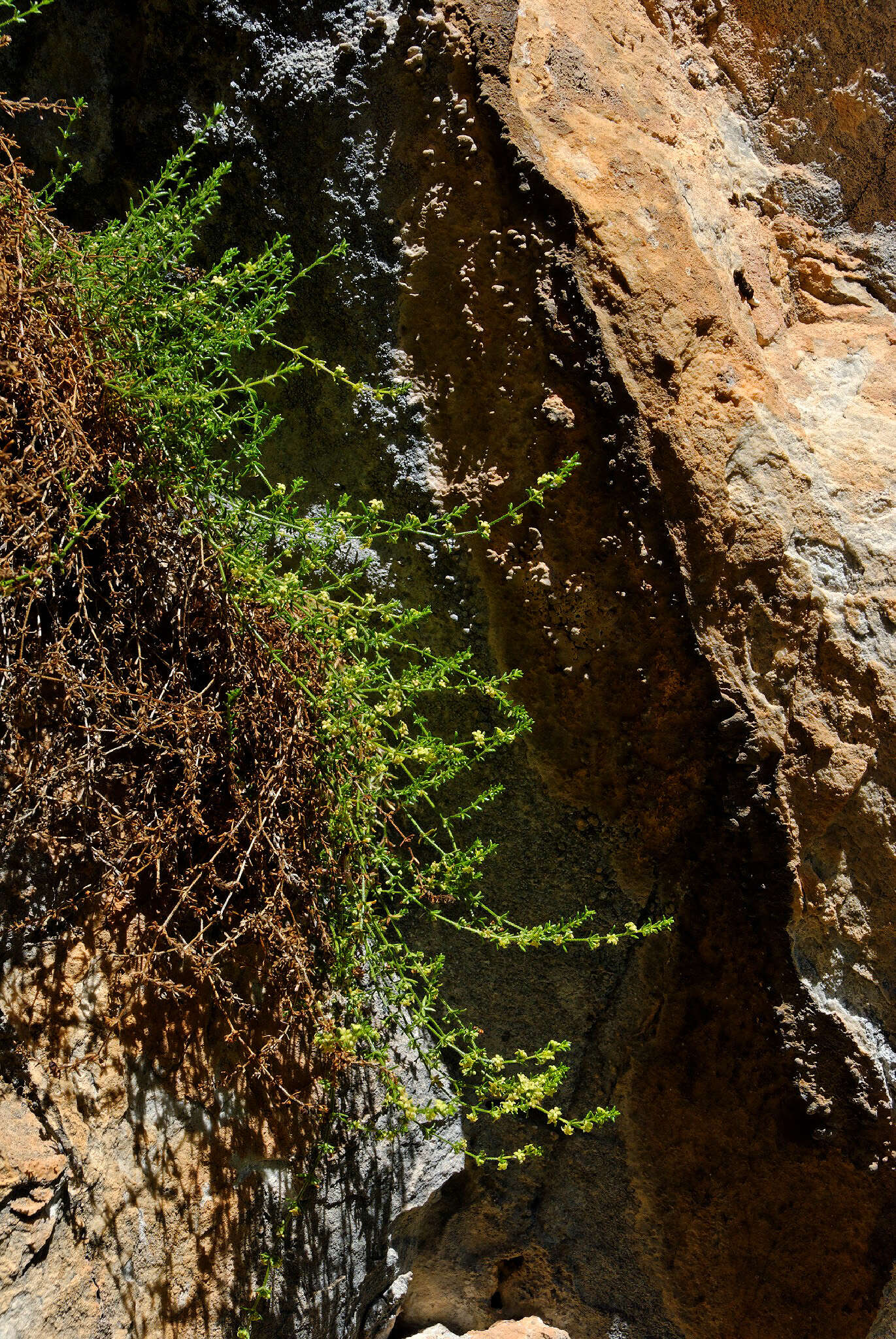 Image of Galium roddii Ehrend. & McGill.